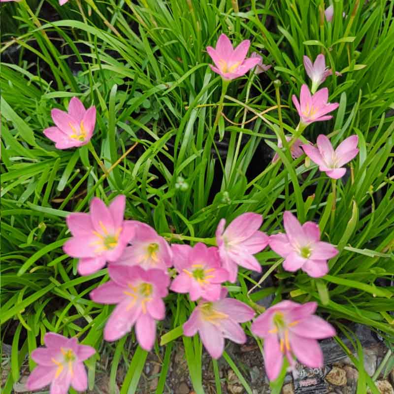 Rain Lily (Zephyranthes grandiflora) - Ladybird Nursery