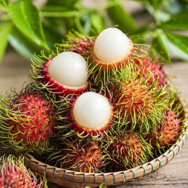 Rambutan Fruit Tree – Buy Now! – Ladybird Nursery