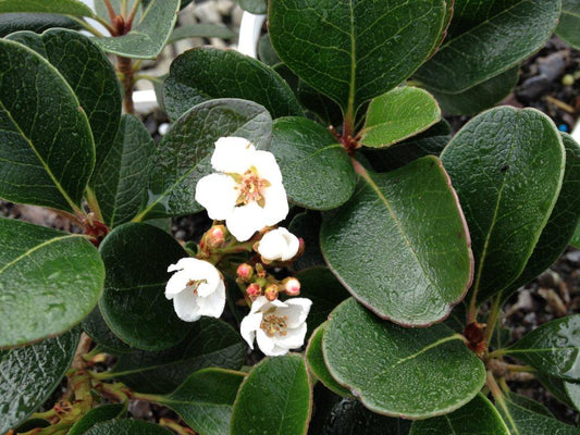 Rhaphiolepis indica Oriental Pearl