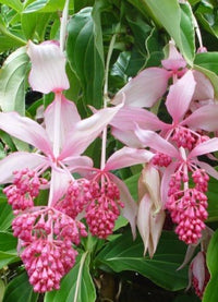 Medinilla Magnifica - Ladybird Nursery