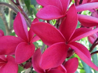 Frangipani Raspberry Royale (Plumeria rubra) - Ladybird Nursery