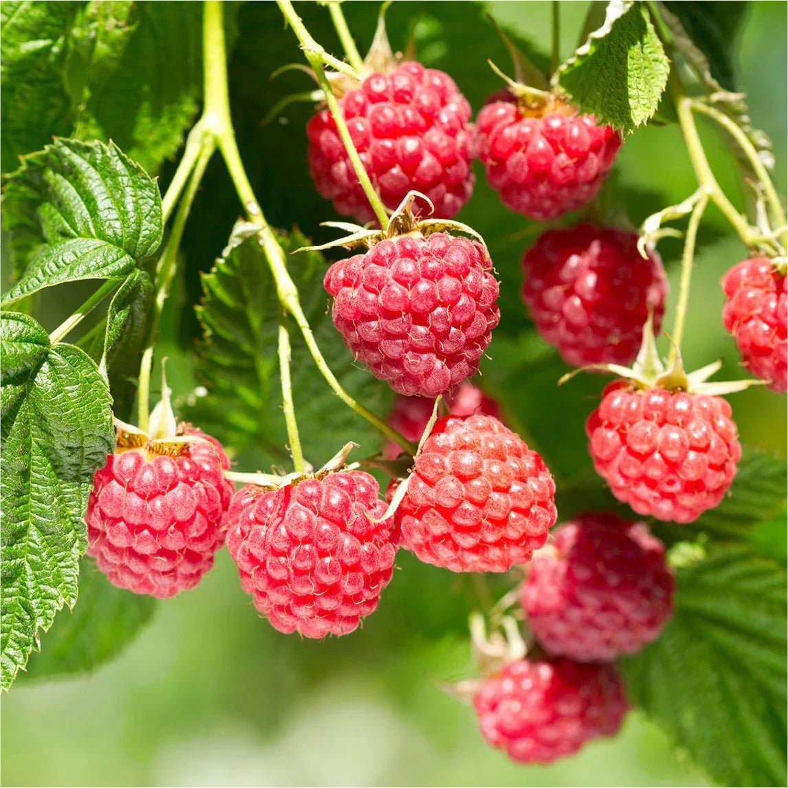 Chlorotic Raspberry Chilcotin Raspberry (Rubus idaeus) Plant – Buy Now! – Ladybird Nursery