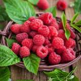 Raspberry Chilliwack - Ladybird Nursery