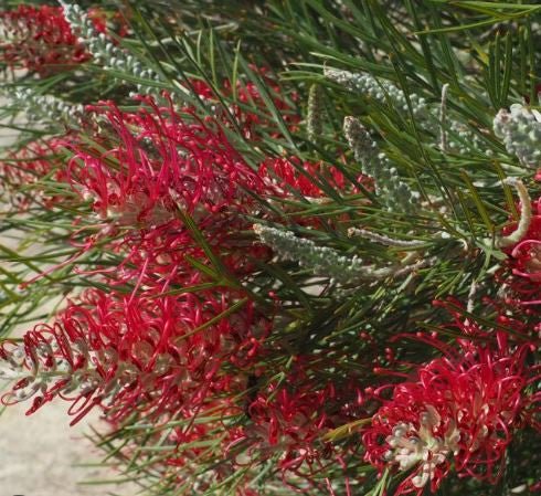 Grevillea 'Raspberry Dream' - Ladybird Nursery