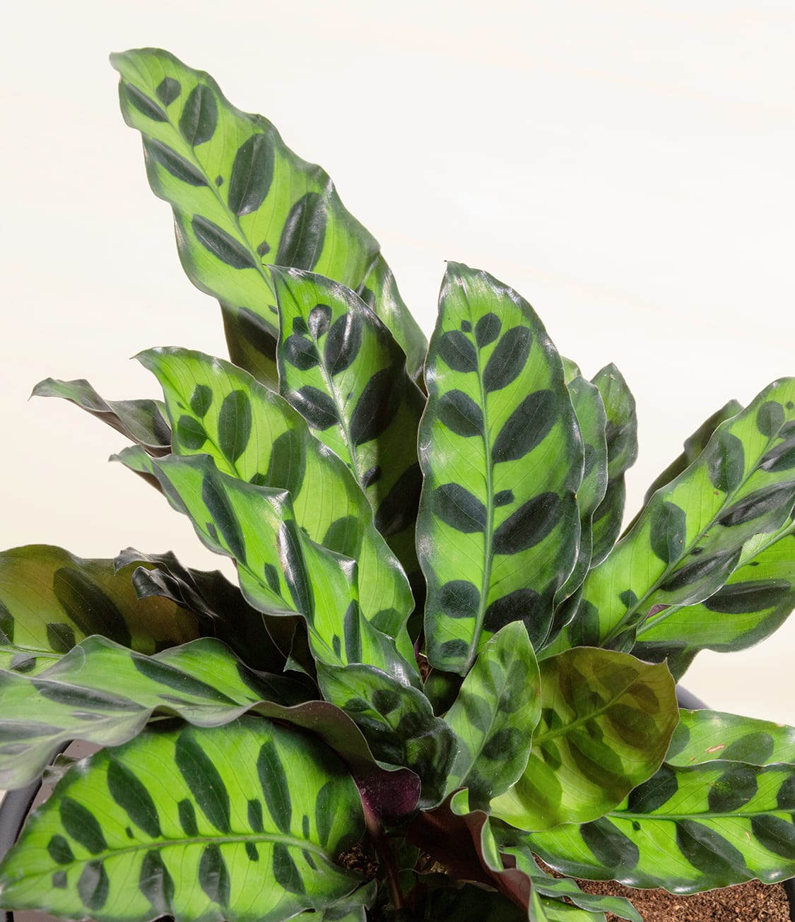 Prayer Plant Rattlesnake (Calathea lancifolia)