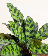Prayer Plant Rattlesnake (Calathea lancifolia)