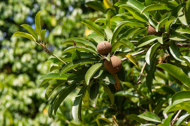Sapodilla Sawo Manila