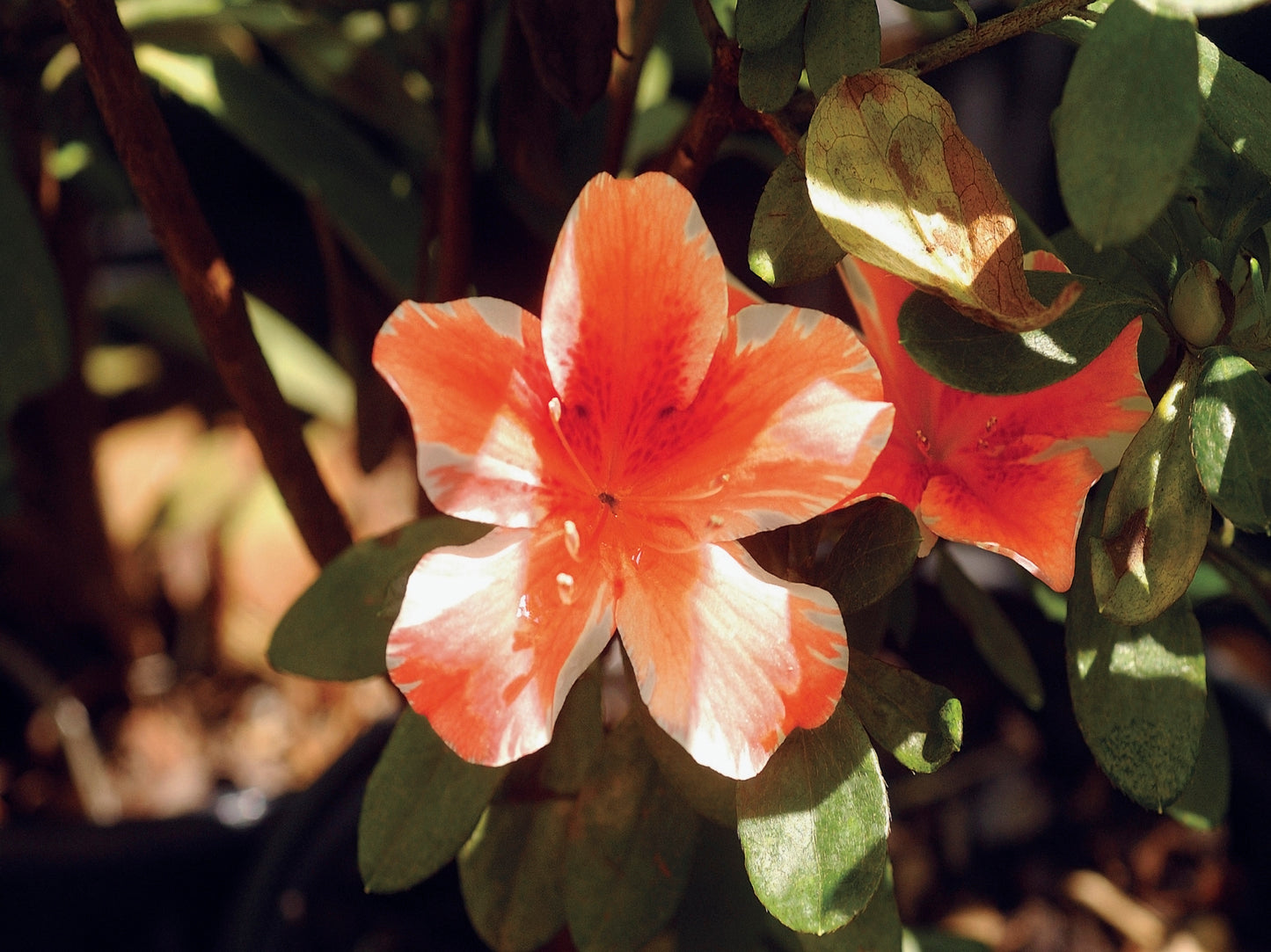 Azalea Coral Wings