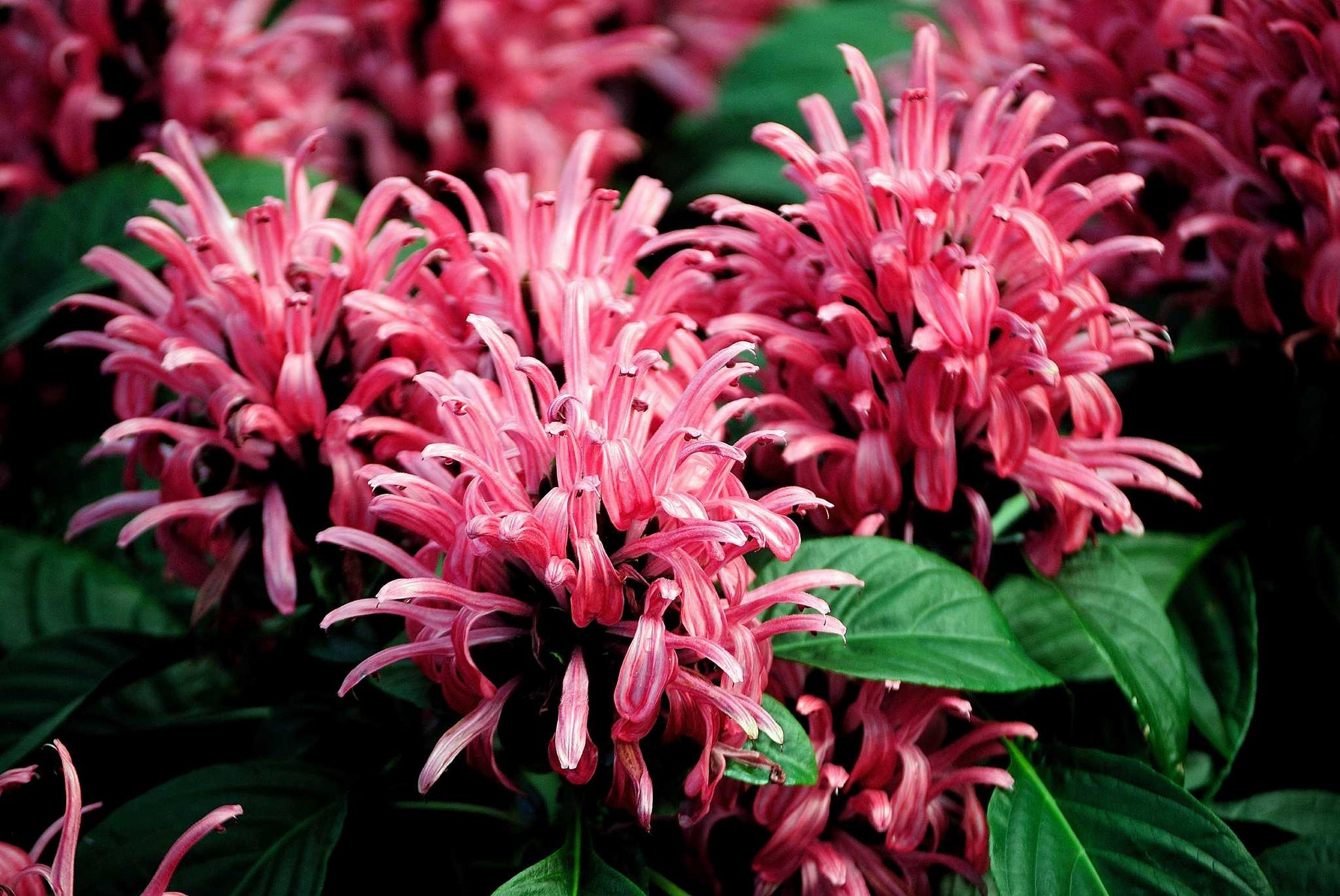 Brazilian Plume Flower Rosea (Justicia carnea)