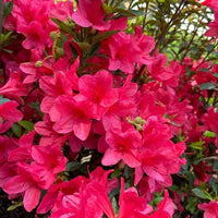 Azalea ENCORE AUTUMN RUBY™