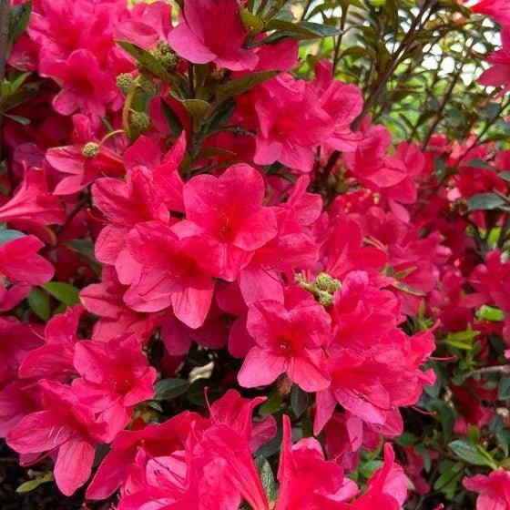 Azalea ENCORE AUTUMN RUBY™ - Ladybird Nursery