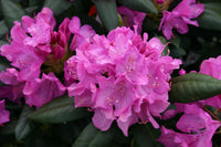 Rhododendron Elegans
