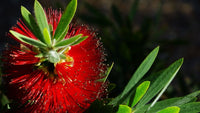 Bottlebrush (Callistemon Firebrand)