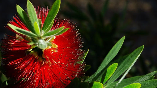 Bottlebrush (Callistemon Firebrand)