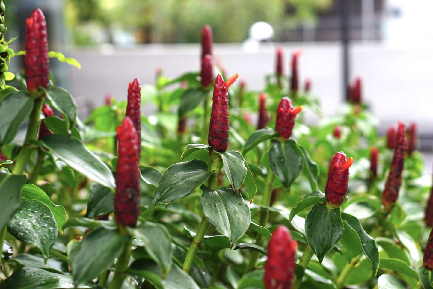 Red Button Ginger (Costus woodsonii)