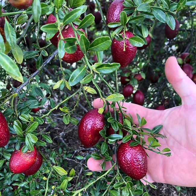 Dwarf Red Centre Lime (QLD Only) - Ladybird Nursery