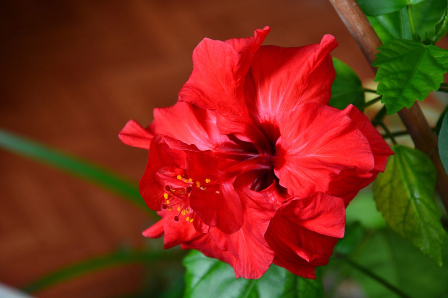Chinese Hibiscus Fantasy Ruby Red (Hibiscus rosa-sinensis)