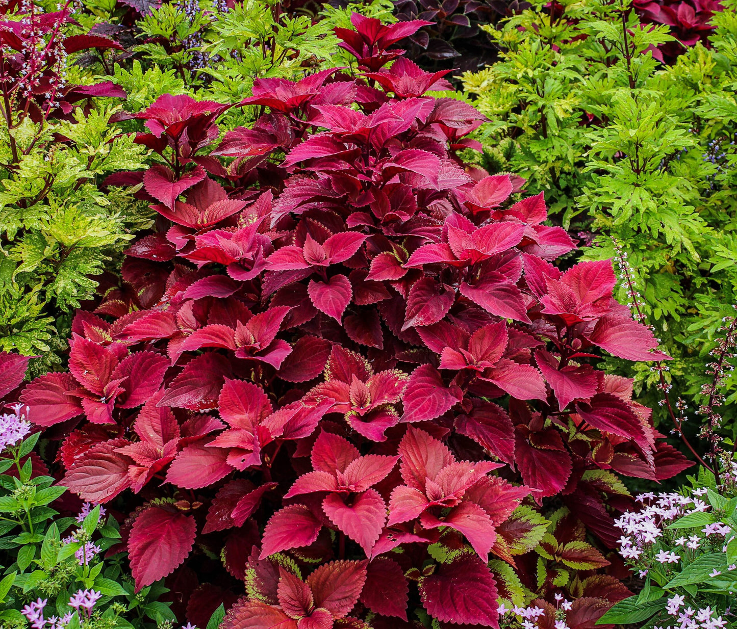 Coleus Redhead