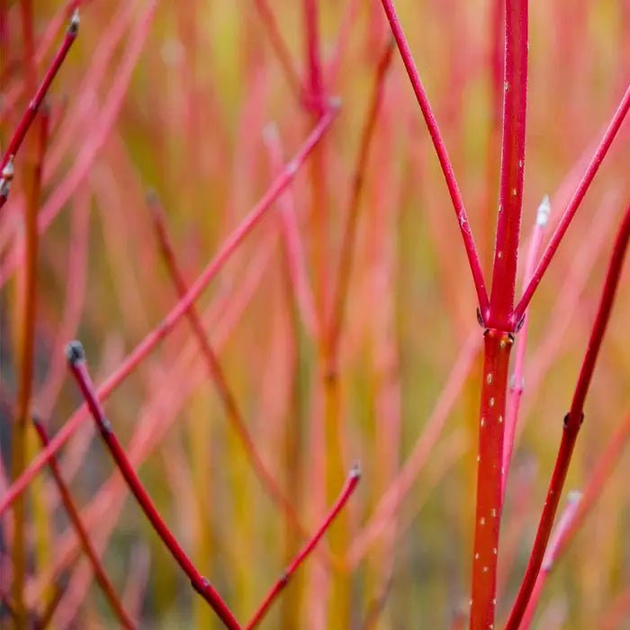 Red Stem Dogwood sibirica Standard (Cornus alba) - Ladybird Nursery