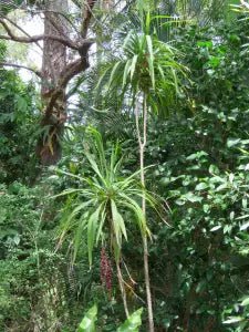 Australian Native Palm Lily (Cordyline rubra) - Ladybird Nursery