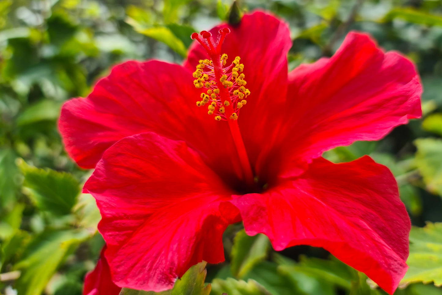 Chinese Hibiscus Fantasy Ruby Red (Hibiscus rosa-sinensis)