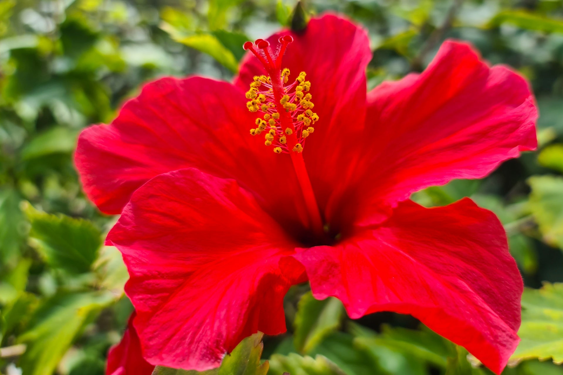 Chinese Hibiscus Fantasy Ruby Red (Hibiscus rosa-sinensis)