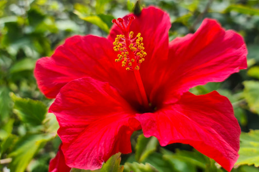 Chinese Hibiscus Fantasy Ruby Red (Hibiscus rosa-sinensis)