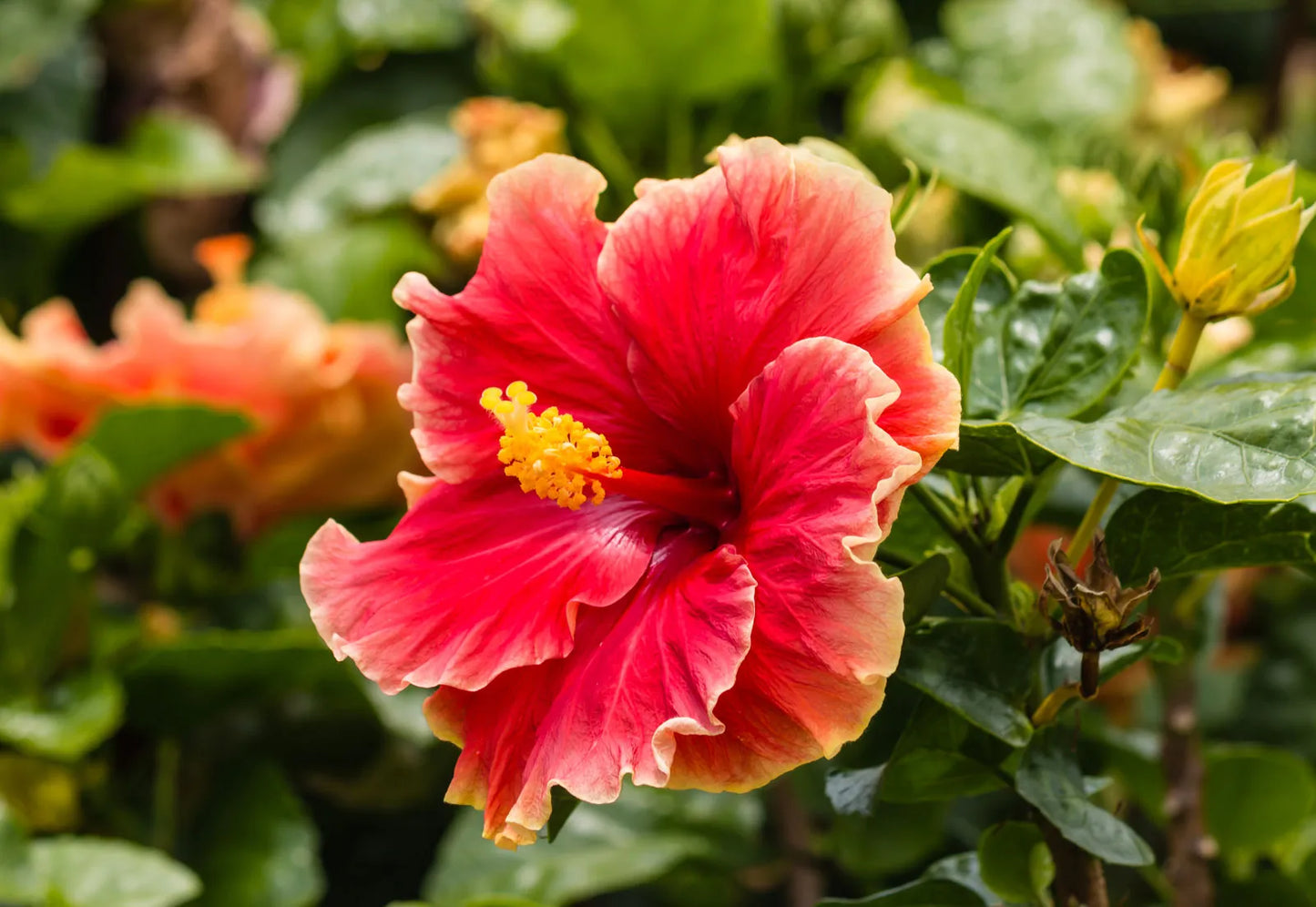 Chinese Hibiscus Madang (Hibiscus rosa-sinensis)