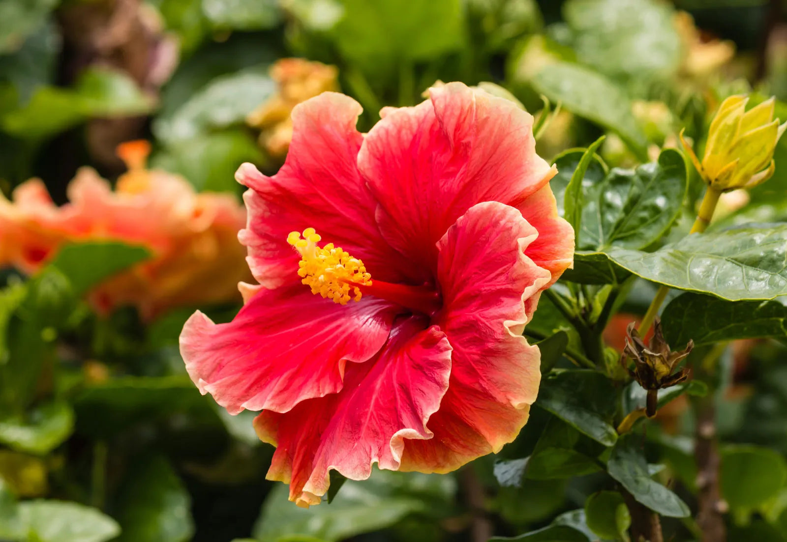 Chinese Hibiscus Madang (Hibiscus rosa-sinensis)