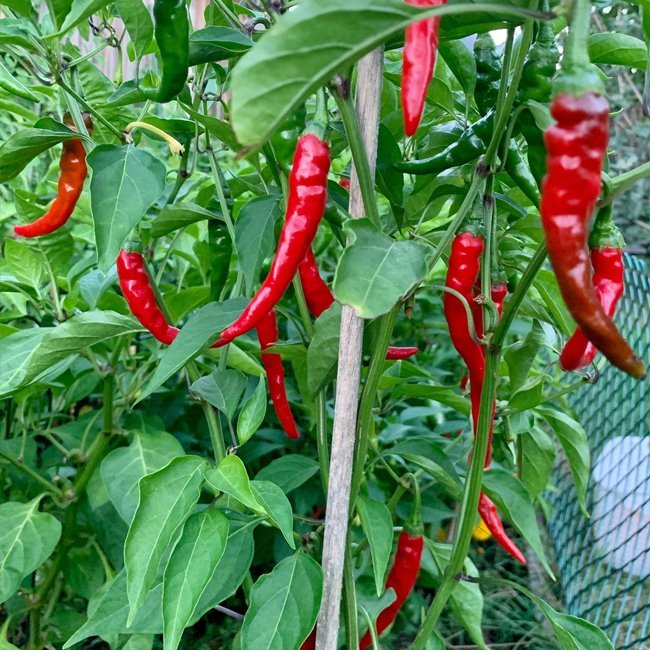 Red Hot Cayenne Chilli - Ladybird Nursery