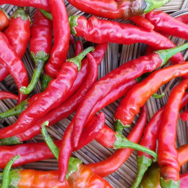 Red Hot Cayenne Chilli - Ladybird Nursery