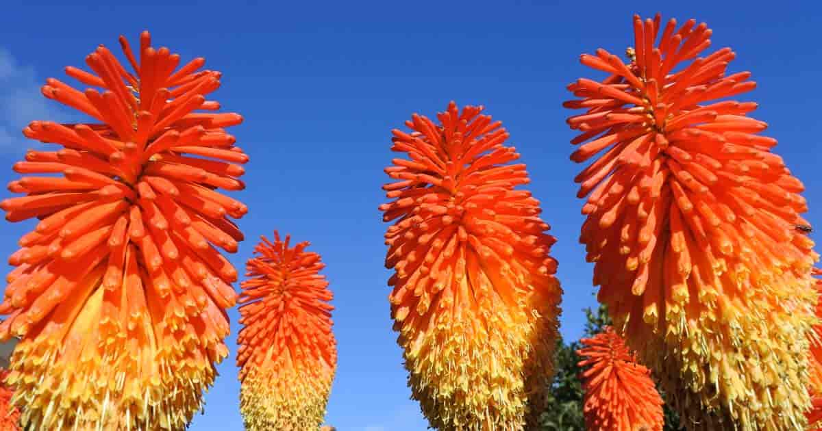Red Hot Poker Poco Orange (Kniphofia asphodelaceae)