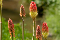 Red Hot Poker Assorted (Kniphofia spp.) - Ladybird Nursery
