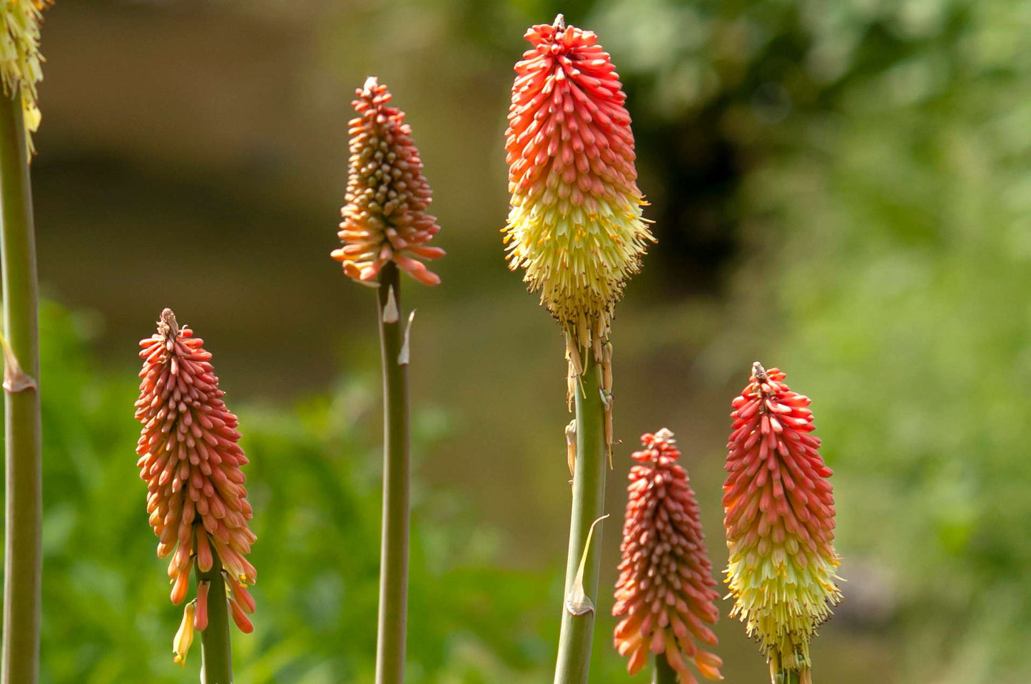 Red Hot Poker Poco Sunset (Kniphofia asphodelaceae)