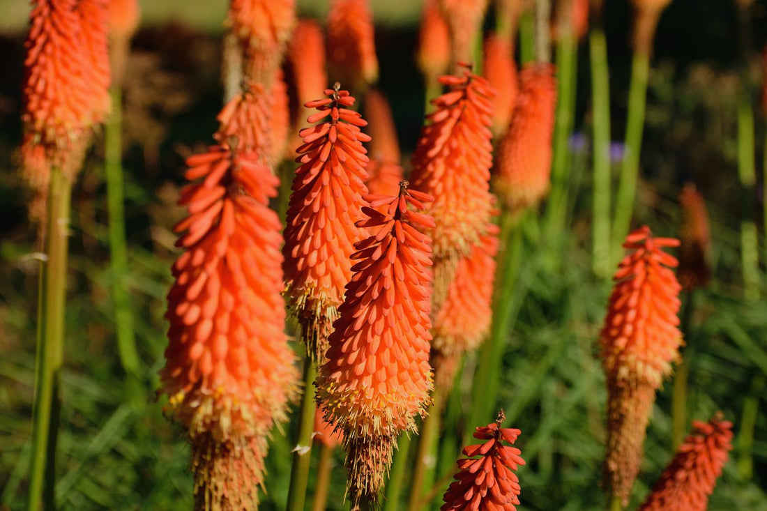 Red Hot Poker Assorted (Kniphofia spp.) - Ladybird Nursery