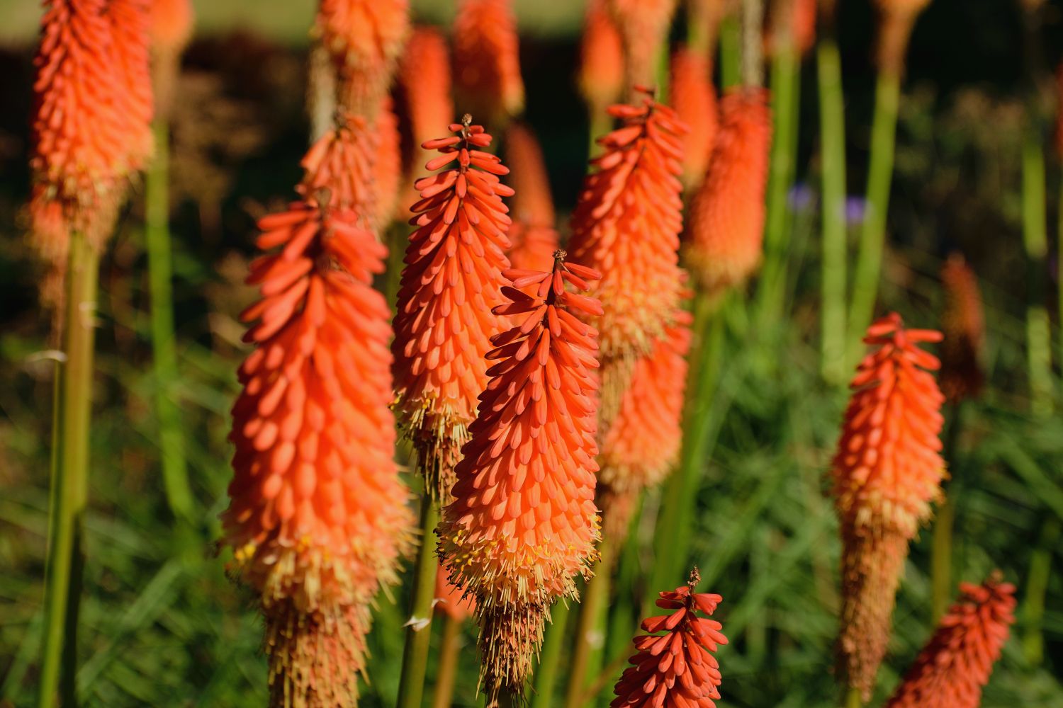 Red Hot Poker Assorted (Kniphofia spp.) - Ladybird Nursery