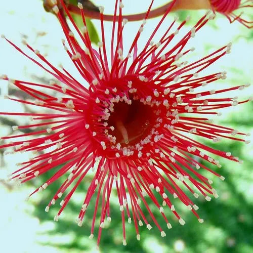 Hot Threads Eucalyptus (Eucalyptus erythronema)