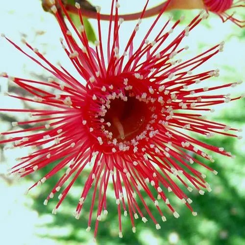 Hot Threads Eucalyptus (Eucalyptus erythronema) - Ladybird Nursery