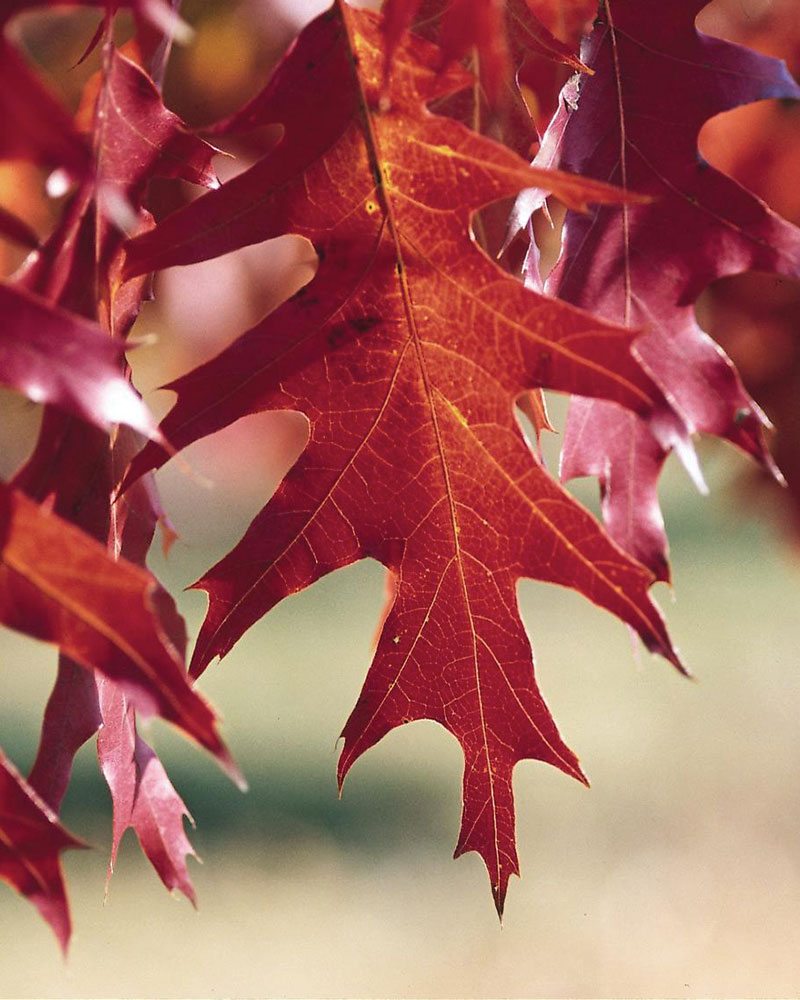 Red Oak (Quercus rubra)