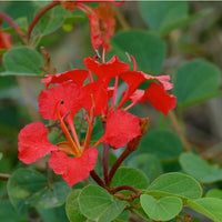 Red Orchid Tree (Bauhinia galpinii)
