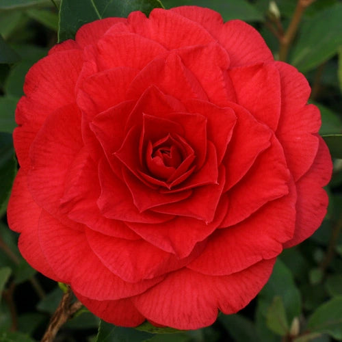 Camellia 'Red Red Rose' (Camellia japonica)