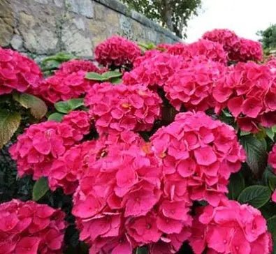 Bigleaf Hydrangea Red (Hydrangea macrophylla) - Ladybird Nursery