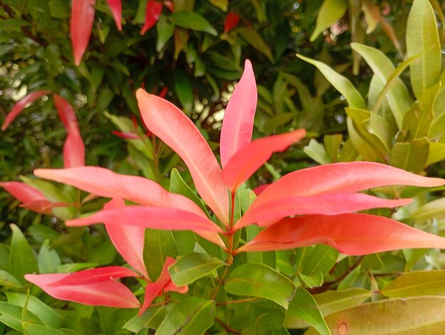 Syzygium oleina Sunset Beauty