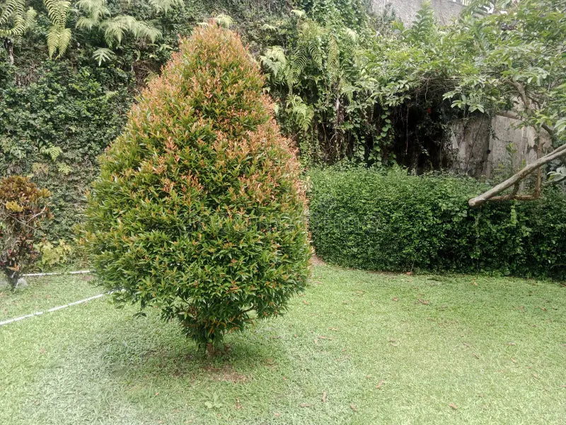 Syzygium oleina Sunset Beauty