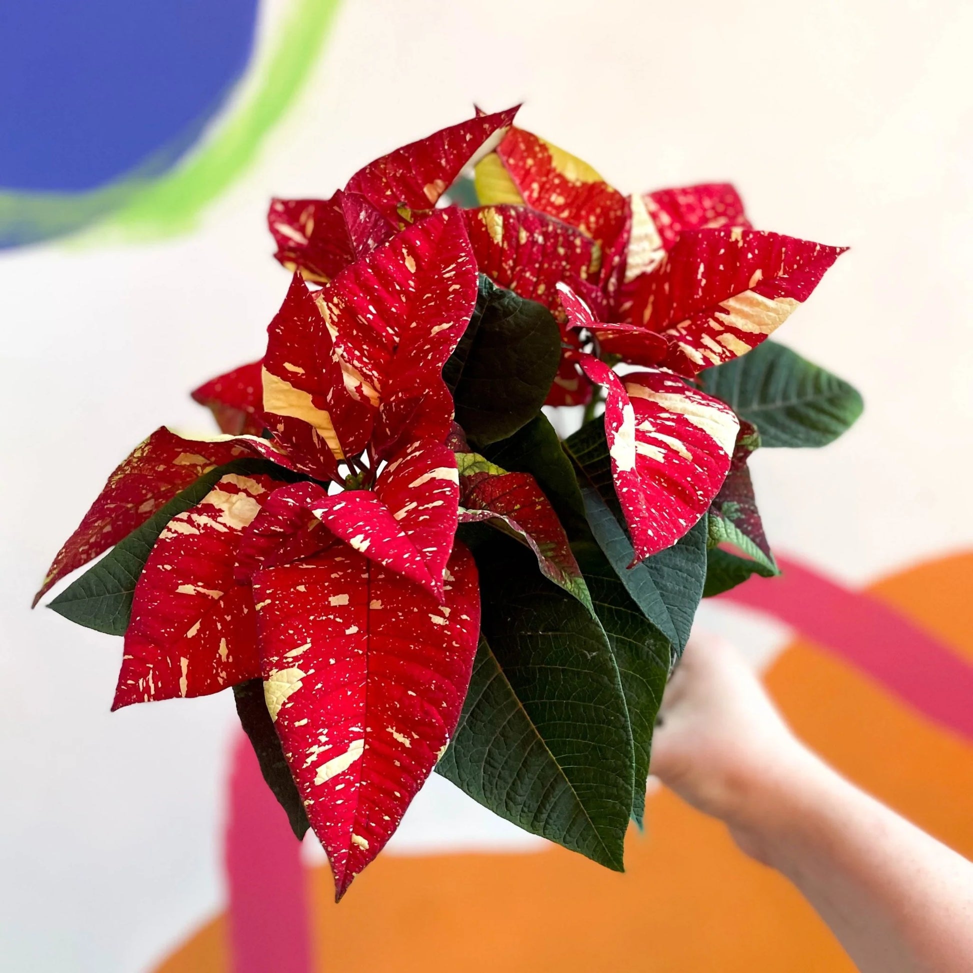 Red Glitter Poinsettia (Euphorbia pulcherrima)