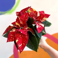 Red Glitter Poinsettia (Euphorbia pulcherrima)