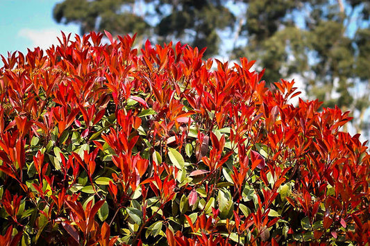 Red Tip Photinia fraserii Camilvy (Photinia x)