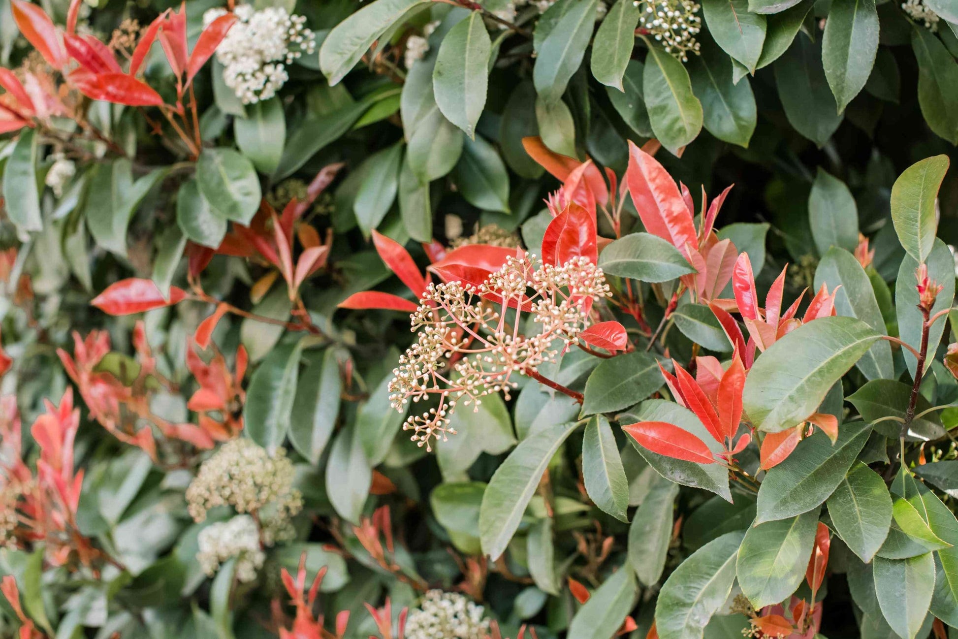 Red Tip Photinia Robin (Photinia fraserii)