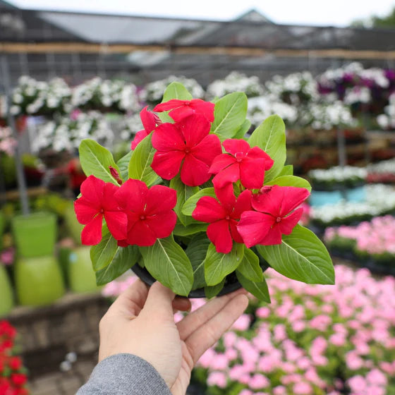 Periwinkle Red and White (Vinca spp.)