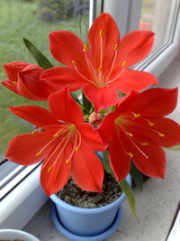 Red Prince (Cyrtanthus)